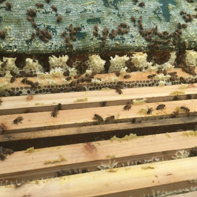 众赢农产品 蜂蜜 巢蜜 百花精 营养品