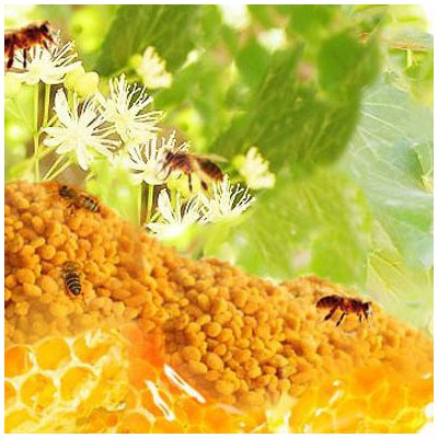 2015农家自产蜂花粉 新鲜**花粉未破壁包邮500g鑫雪亭传统滋补品