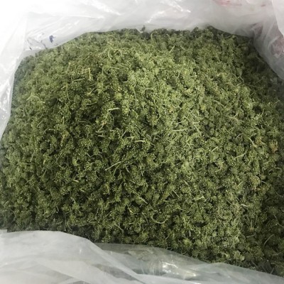 人参花人参花泡水供应人参花