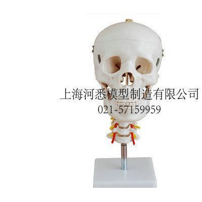 头颅骨带颈椎模型,人体头颅模型,人体解剖模型
