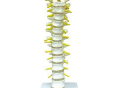 颈椎带颈动脉、后枕骨、椎间盘与神经模型，人体颈椎关节模型