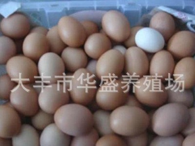地发鸡蛋 孕产妇滋补产品 绿色无公害土鸡鸡蛋